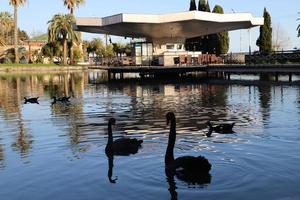 New Athos. Abkhazia.March, 26, 2023. Seaside park at sunset in early spring. Black swans and ducks swim in the pond. photo