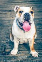 Cute english bulldog posing photo