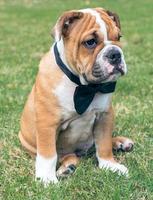 English bulldog pup photo