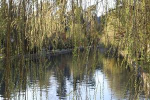 Seaside park at sunset in early spring.The surface of the pond shines through the branches of trees. photo