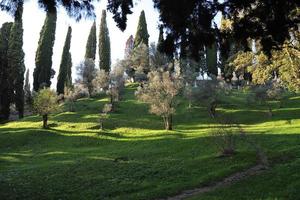 View of the hill covered with small trees and cypresses at sunset in early spring. The path goes up through a bright green lawn. photo