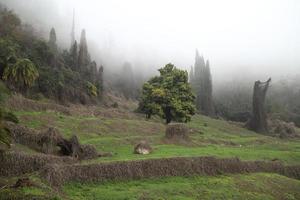 A mystical view of a green hill and bamboo grove in a light gog in early spring.Bright green tree n the center surrounded by dried vines. photo