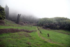 un místico ver de un verde colina y bambú arboleda en un ligero gog en temprano primavera. foto