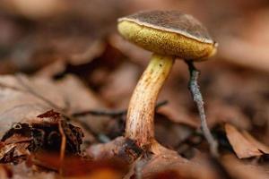 hermosos champiñones bajo hojas amarillas y anaranjadas del bosque foto