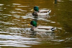 Ducks swimming on the lake photo