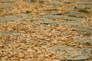 Yellow autumn leaves on the road photo