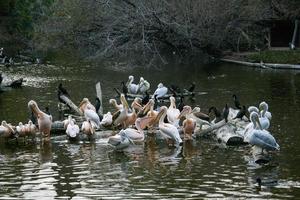 Pelicans sit on a log that is in the lake photo