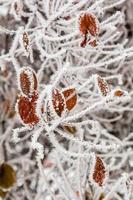 Winter leaves covered with snow and hoarfrost photo