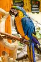 Parrots macaws sitting on a branch photo