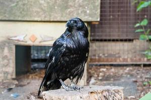 Beautiful black crows sit on a stump photo