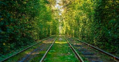 Tram and tram rails in colorful forest photo