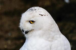 beautiful white owl with yellow eyes and beak photo