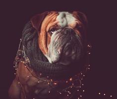 English bulldog with Christmas lights photo