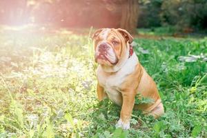 Cute english bulldog pup photo