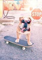 English bulldog on the skateboard photo