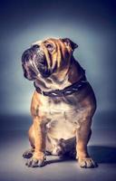 Male of English bulldog photo