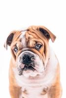 English bulldog pup portrait photo