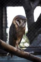 A Barn Owl photo