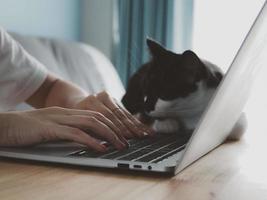 asiático niña trabajando en frente de un ordenador portátil computadora con un gato acostado siguiente a él. foto