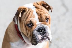 Portrait of English bulldog photo