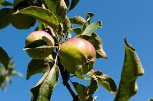 Apples on tree photo