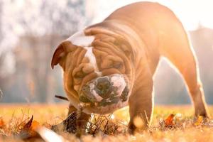 Playful english bulldog photo