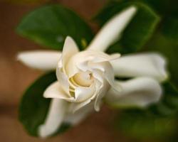 Unfurling white flower photo