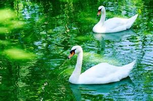 Couple of swan photo