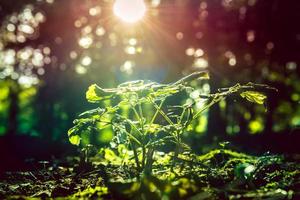 Young plant outdoor photo