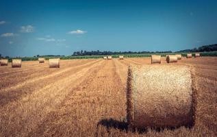 Fresh rolled hay bales photo