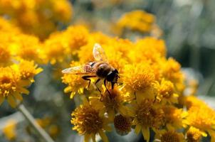 abeja en polen foto