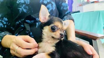 portret grappig dieren van een chihuahua grappig hond puppy, chihuahua zijn aantrekkelijk en charmant, chihuahua is een grappig hond of puppy, mexicaans honden zijn grappig hond of puppy, huisdier grappig dieren video