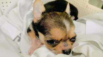 portret grappig dieren van een chihuahua grappig hond puppy, chihuahua zijn aantrekkelijk en charmant, chihuahua is een grappig hond of puppy, mexicaans honden zijn grappig hond of puppy, huisdier grappig dieren video