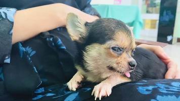 Porträt komisch Tiere von ein Chihuahua komisch Hund Welpe, Chihuahua sind attraktiv und charmant, Chihuahua ist ein komisch Hund oder Welpe, mexikanisch Hunde sind komisch Hund oder Welpe, Haustier komisch Tiere video