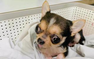 Portrait funny animals of a chihuahua funny dog puppy,Chihuahua are attractive and charming, Chihuahua is a funny dog or puppy,Mexican dogs are funny dog or puppy,pet funny animals video