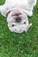 Cute puppy of English bulldog photo