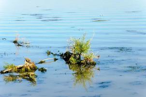 Tree in the water photo