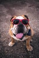 Adult English bulldog photo