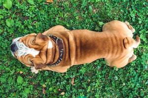 English bulldog back photo