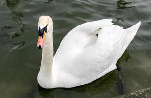 Swan in the water photo