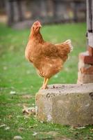 Single chicken on the farm photo