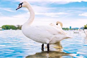 Swan in the water photo