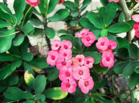 pink Euphorbia flower ornamental plants in the garden photo