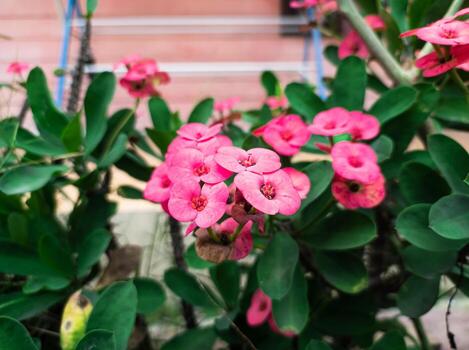 pink Euphorbia flower ornamental plants in the garden photo