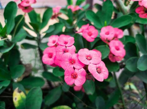 pink Euphorbia flower ornamental plants in the garden photo