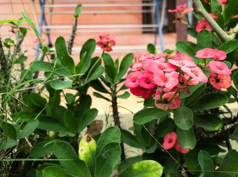 pink Euphorbia flower ornamental plants in the garden photo