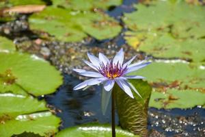púrpura loto floreciente en agua Bangkok jardín parque Tailandia foto