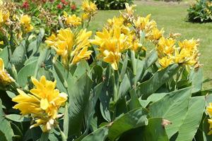 Field of colorful canna flowers in the garden of Thailand photo