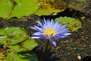 púrpura loto floreciente en agua Bangkok jardín parque Tailandia foto