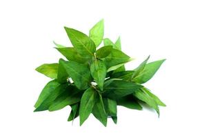 Vietnamese coriander, Pak phai, Pak praew, vegetables on white background. Concept, herbal plants,food ingredient that have medicinal qualification. Seasoning or decorecting on dish for salad or soup. photo
